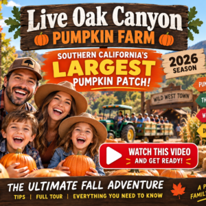 Live Oak Canyon Pumpkin Farm